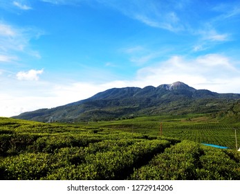 Friday, December 8, 2018 In The West Sumatra Tea Garden, Solok District, On Holiday With Pak Santo And Ismai. Seen There Is A Mountain Of Talang Between Tea Gardens