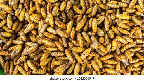 1,547 Laos insect Images, Stock Photos & Vectors | Shutterstock