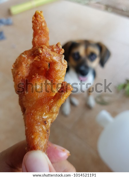 Fried Chicken Fried Chicken Leg Dog Stock Photo Edit Now 1014521191