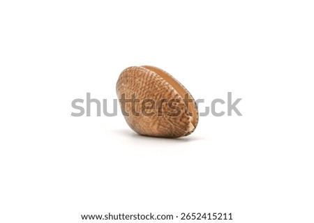 Fried clams with chilli paste on a white background. Clams have 2 shells.