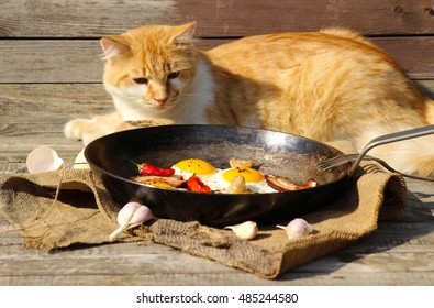 boiled egg for cats