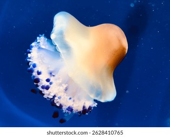 Medusas de huevo fritas flotando en el mar