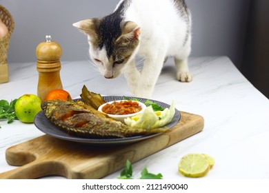 1,358 Singapore cat Images, Stock Photos & Vectors | Shutterstock