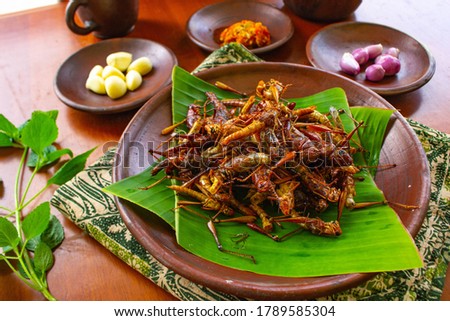 Similar – Image, Stock Photo Insects as food | sparrow with insect in beak