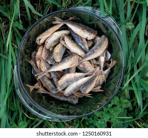 Fried Horse Mackerel Fried Fish