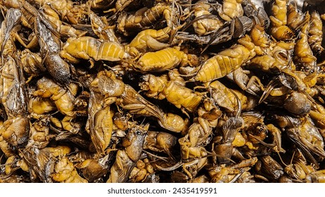 Fried insect, Fried Insect larvae street food of Thailand
Deep fried Cicada, pupa, starling, Brachytrupes, grasshopper, Fried Insect is one of the normal snack Thai food in Thailand.