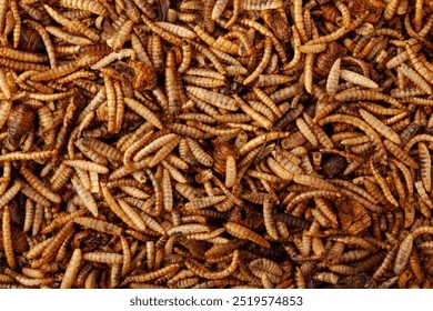 Fried insects, close-up. Alternative food, an organic source of protein. A food supplement for hamsters and other pets. - Powered by Shutterstock