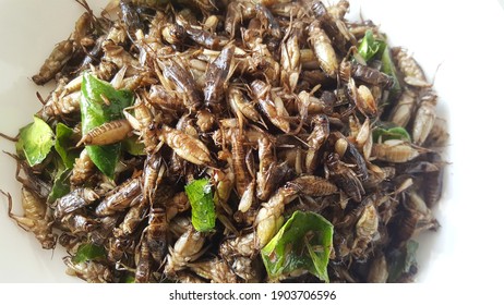 Fried Insects, High Protein Alternative Foods (Fried Grasshoppers, Herbs).