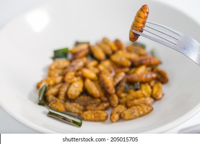 Fried insects. Protein rich food 