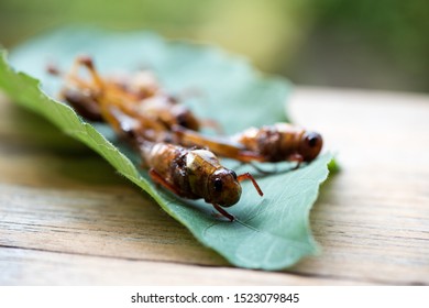 Fried Locust,Thai Insects On Natural Background.