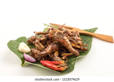 Fried Locust,Thai Insects On A White Background.