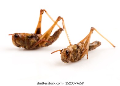 Fried Locust,Thai Insects On A White Background.