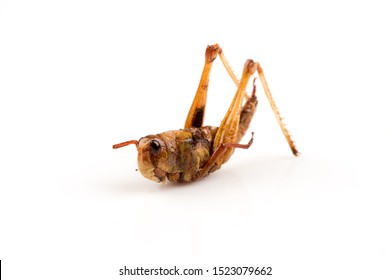 Fried Locust,Thai Insects On A White Background.