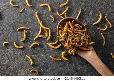 Fried salty worms. Roasted mealworms on a wooden spoon. Top view.