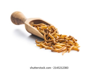 Fried salty worms in wooden scoop. Roasted mealworms isolated on white background.