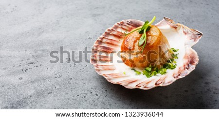 Fried Scallop with butter creamy sauce served in cockleshell on concrete background copy space
