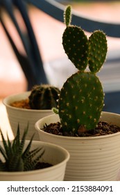 friend gave me three pot cactus on graduation, I put in the table in front of my house as a decoration. They are so small and fresh really suitable housplant to growth at home. Shot by fujifilm macro