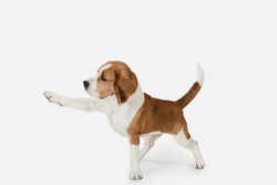 Friend. Portrait Of Funny Active Pet, Cute Dog Beagle Posing Isolated Over White Studio Background. Concept Of Motion, Action, Pets Love, Animal Life. Looks Happy, Delighted. Copyspace For Ad.