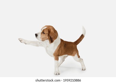 Friend. Portrait of funny active pet, cute dog Beagle posing isolated over white studio background. Concept of motion, action, pets love, animal life. Looks happy, delighted. Copyspace for ad.