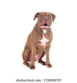 35,977 Dog Pitbull Images, Stock Photos & Vectors 