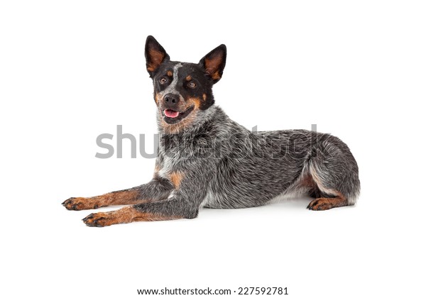 Friendly Australian Cattle Dog Laying While Stock Photo Edit Now 227592781