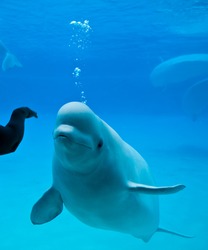 Friendly Beluga Whale