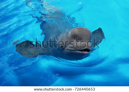 Friendly Beluga Whale