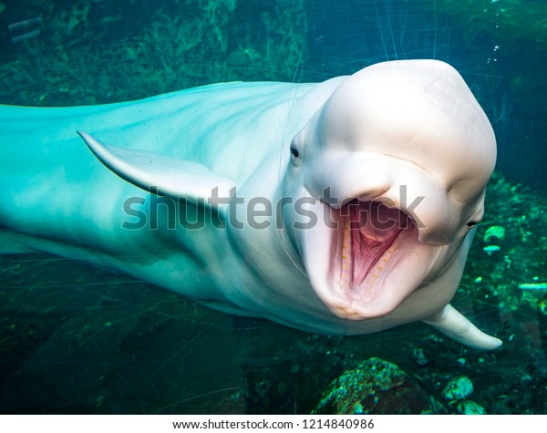 Friendly beluga\
whale