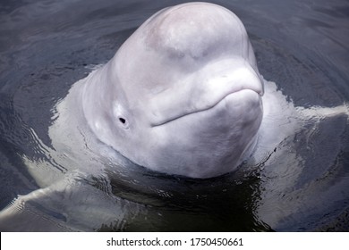 6,030 Friendly whale Images, Stock Photos & Vectors | Shutterstock