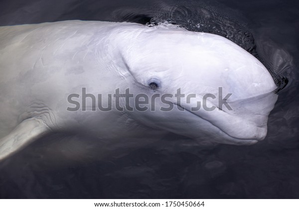 Friendly Beluga whale up\
close