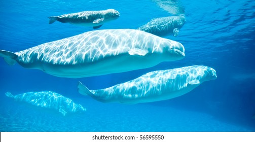 Friendly Beluga Whales Underwater