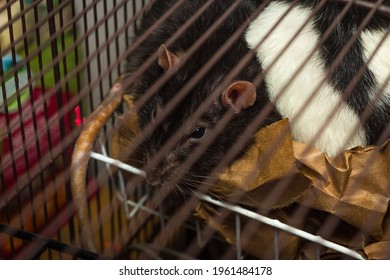 Friendly Berkshire Fancy Pet Rat Resting In Nest In Cage