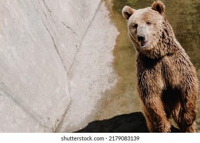  Friendly Brown Bear On Its Hind Legs In The Zoo. Place For Your Text. High Quality Photo