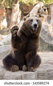 Friendly brown bear sitting and waving a paw in the zoo - Shutterstock ID 143589274