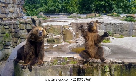 Friendly Brown Bears Sitting Waving Paw Stock Photo (Edit Now) 2110913969