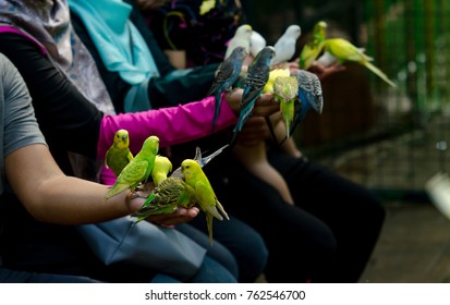 Friendly Budgerigar Bird Feeding On Hand