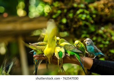 Friendly Budgerigar Bird Feeding On Hand