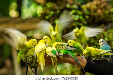 Friendly Budgerigar Bird Feeding On Hand