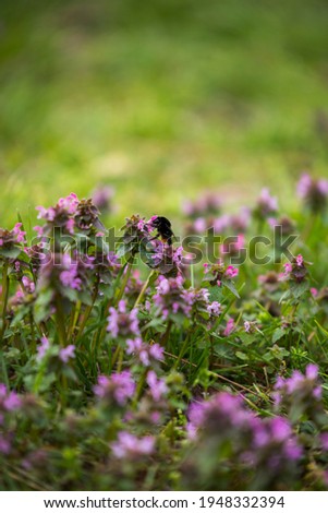 Similar – Hummel auf einer vom Sonnenlicht beleuchteten Wiese, um Nektar zu sammeln. Sonnenuntergang, warmes Licht