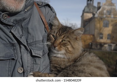 a friendly cat feeling playful, at ease in the countryside