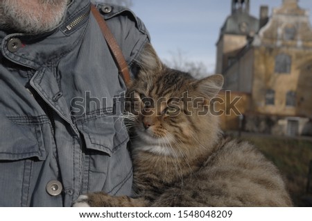 a friendly cat feeling playful, at ease in the countryside