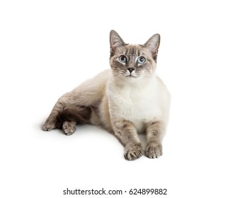 Friendly Cat With Happy Expression Lying Down On White Background