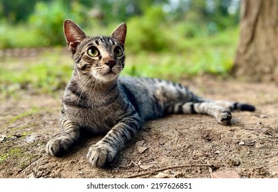 Friendly Cat Lazing Wonder Stock Photo 2197626851 | Shutterstock