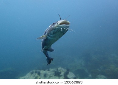 Friendly catfish in the blue water of the Andaman sea, Thailand. Underwater photography of cat fish. Scuba diving in Thailand.