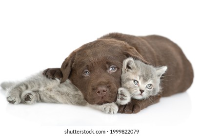 Friendly Chocolate Labrador Retriever puppy hugs cute kitten. isolated on white background