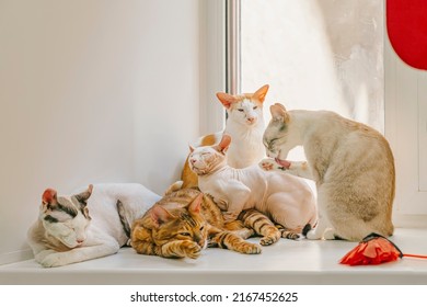 Friendly company of cats of different breeds sitting together on windowsill by window