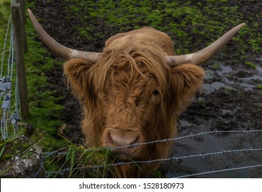 Friendly Highland´s Cow In Callander