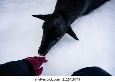 Friendly, Curious Black Sheep Is Sniffing And Touching A Hand Of Farmer, Shepherd In The Snow, Winter. Feeding Time. Friendship Between Man And Animal.