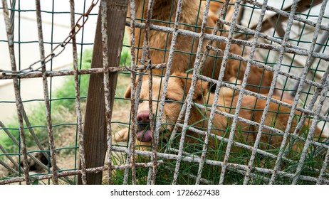 A Friendly Curious Stray Dog Behind The Fence, Dog Shelter With Cages In Asia, Stolen Pet For Food Market, Animals Rights, China, Pet Rescue Center, Human's Best Friends
