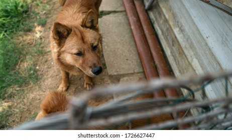 A Friendly Curious Stray Dog Behind The Fence, Dog Shelter With Cages In Asia, Stolen Pet For Food Market, Animals Rights, China, Pet Rescue Center, Human's Best Friends
